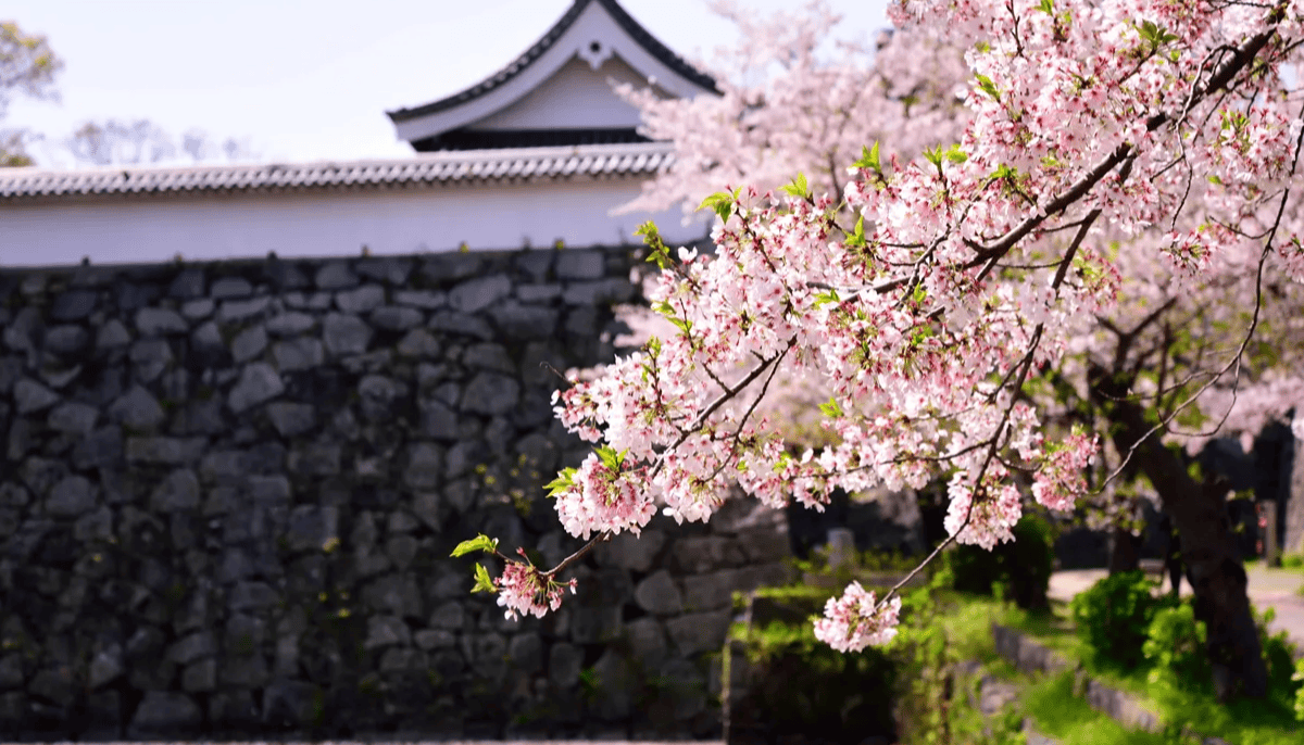 九州賞櫻｜1. 舞鶴公園（福岡）